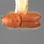 male | Image Author: SM Smith | Michigan State University | holotype Mimips analogus Wood | holotype | El Canton, 40 km E | Collection: Entomology