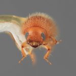 male | Image Author: SM Smith | Michigan State University | holotype Mimips analogus Wood | holotype | El Canton, 40 km E | Collection: Entomology