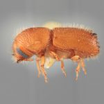 male | Image Author: SM Smith | Michigan State University | holotype Mimips analogus Wood | holotype | El Canton, 40 km E | Collection: Entomology