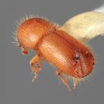 male | Image Author: SM Smith | Michigan State University | holotype Mimips analogus Wood | holotype | El Canton, 40 km E | Collection: Entomology
