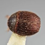 male | Image Author: SM Smith | Michigan State University | holotype Acacicis zeylanicus Wood | holotype | Buttala, Mon. Dist | Collection: Entomology