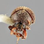 male | Image Author: SM Smith | Michigan State University | holotype Acacicis zeylanicus Wood | holotype | Buttala, Mon. Dist | Collection: Entomology