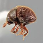 male | Image Author: SM Smith | Michigan State University | holotype Acacicis zeylanicus Wood | holotype | Buttala, Mon. Dist | Collection: Entomology