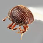 male | Image Author: SM Smith | Michigan State University | holotype Acacicis zeylanicus Wood | holotype | Buttala, Mon. Dist | Collection: Entomology