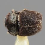 male | Image Author: SM Smith | Michigan State University | holotype Acacacis bicornis Wood | holotype | Bulolo, Morobe | Collection: Entomology