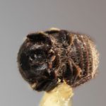 male | Image Author: SM Smith | Michigan State University | holotype Acacicis bicornis Wood | holotype | Bulolo, Morobe | Collection: Entomology