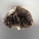 male | Image Author: SM Smith | Michigan State University | holotype Acacicis bicornis Wood | holotype | Bulolo, Morobe | Collection: Entomology