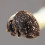 male | Image Author: SM Smith | Michigan State University | holotype Acacicis bicornis Wood | holotype | Bulolo, Morobe | Collection: Entomology